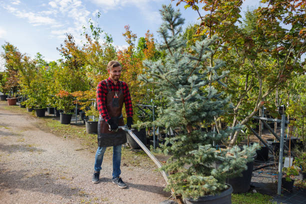 The Steps Involved in Our Tree Care Process in Dothan, AL